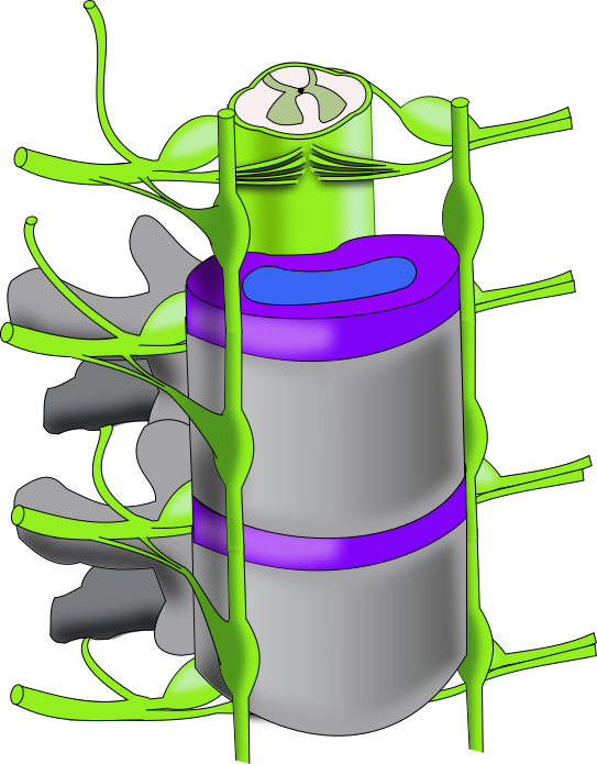 Regeneration - Clipart (543x695), Png Download