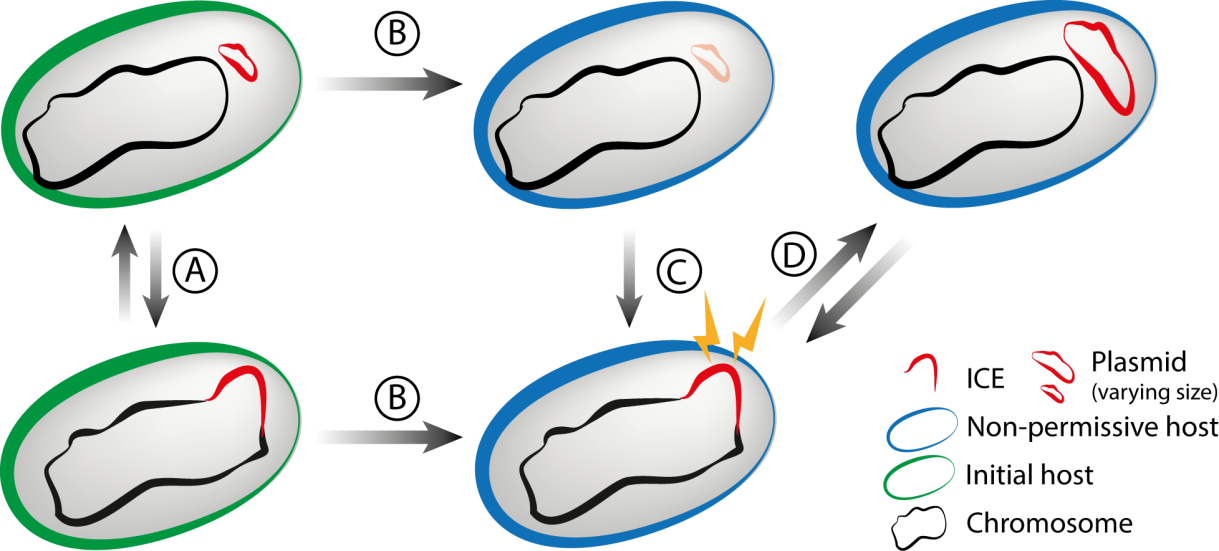 Cartoon Clipart (1219x551), Png Download