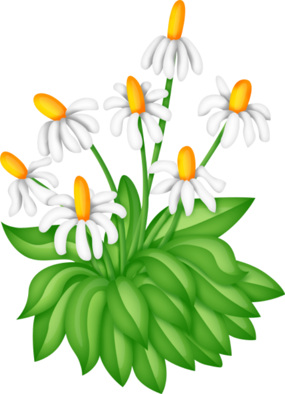 Drawing Flowering Bush Clipart Free - Png Download (580x800), Png Download