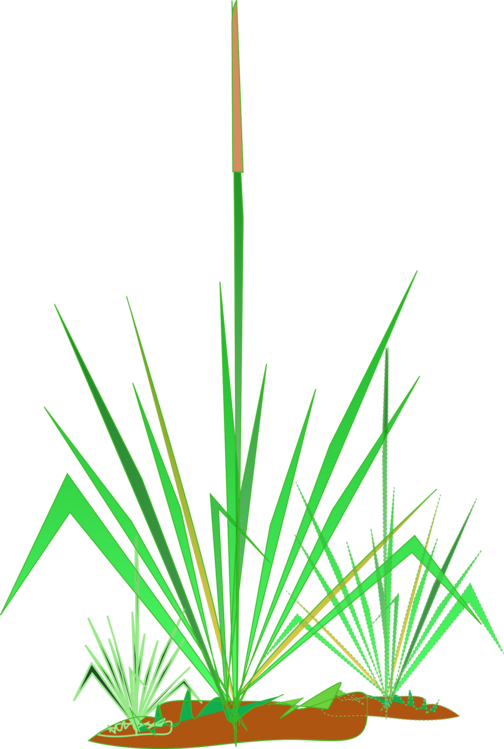 Grass Family,leaf,aquarium Decor - Clip Art - Png Download (504x749), Png Download