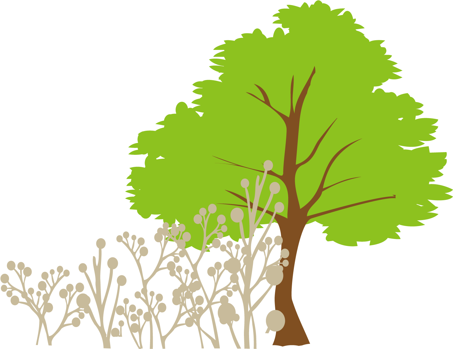 Tree Euclidean Vector Clip Art Plane Tree Dimensions Png Download