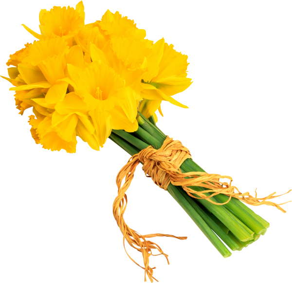 Blumenstrauß Aus Narzissen - Daffodil Clipart (600x581), Png Download