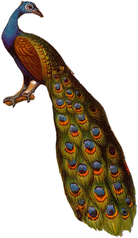 Peafowl Clipart (478x800), Png Download
