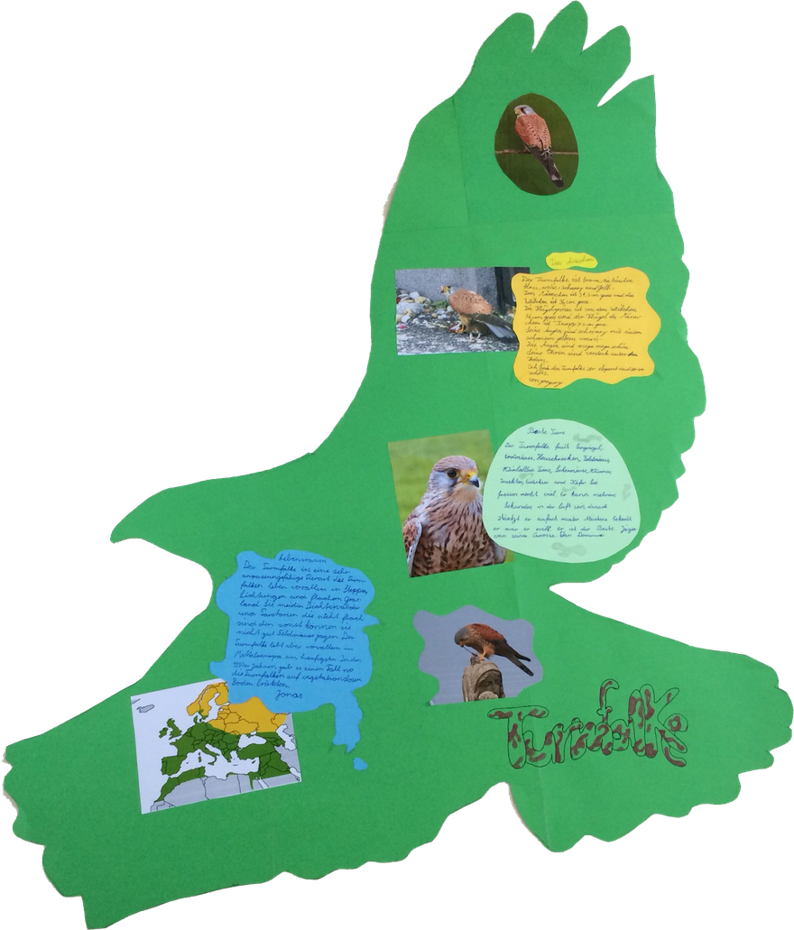 Groundhog Clipart (880x1031), Png Download