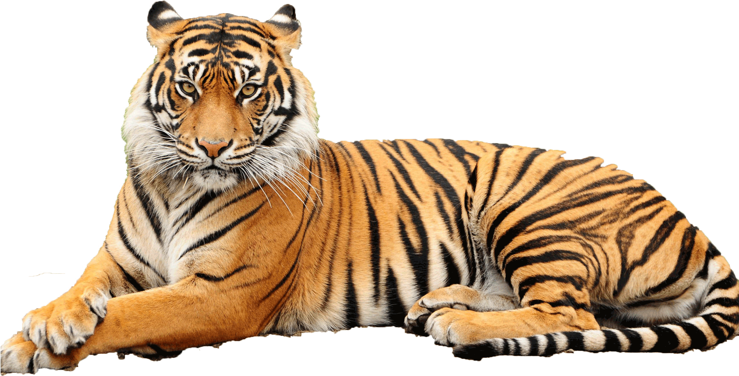Transparent Animal Face Png - Sumatran Tiger Transparent Background Clipart (2561x1303), Png Download