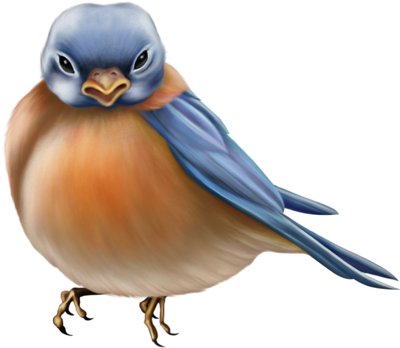 Eastern Bluebird Clipart (800x696), Png Download