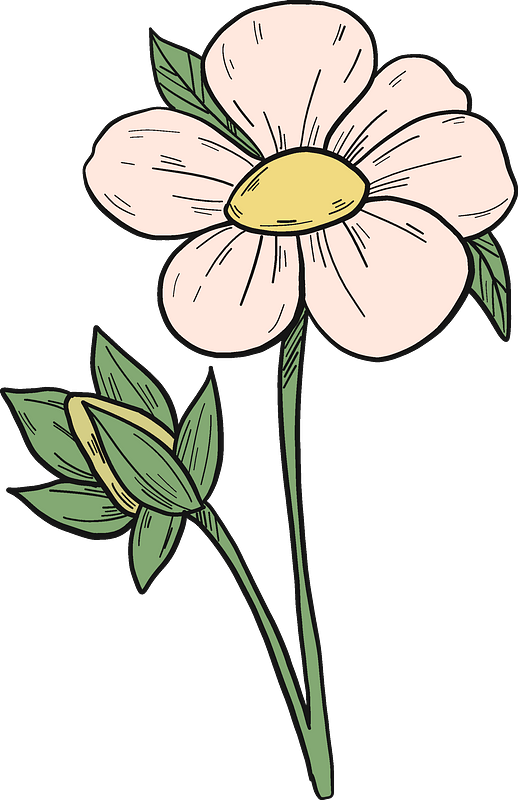Common Peony Clipart (518x800), Png Download