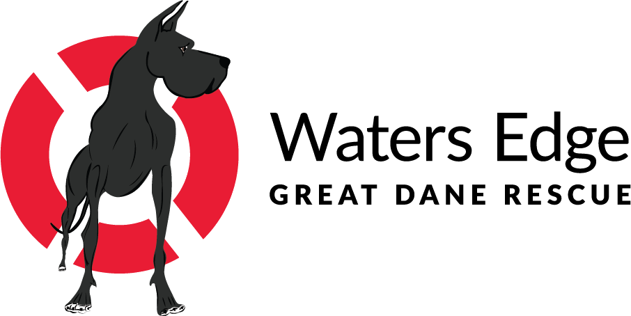 Transparent Great Dane Clip Art - Great Dane - Png Download (906x454), Png Download