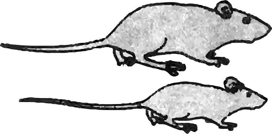 Rat Clipart (939x464), Png Download