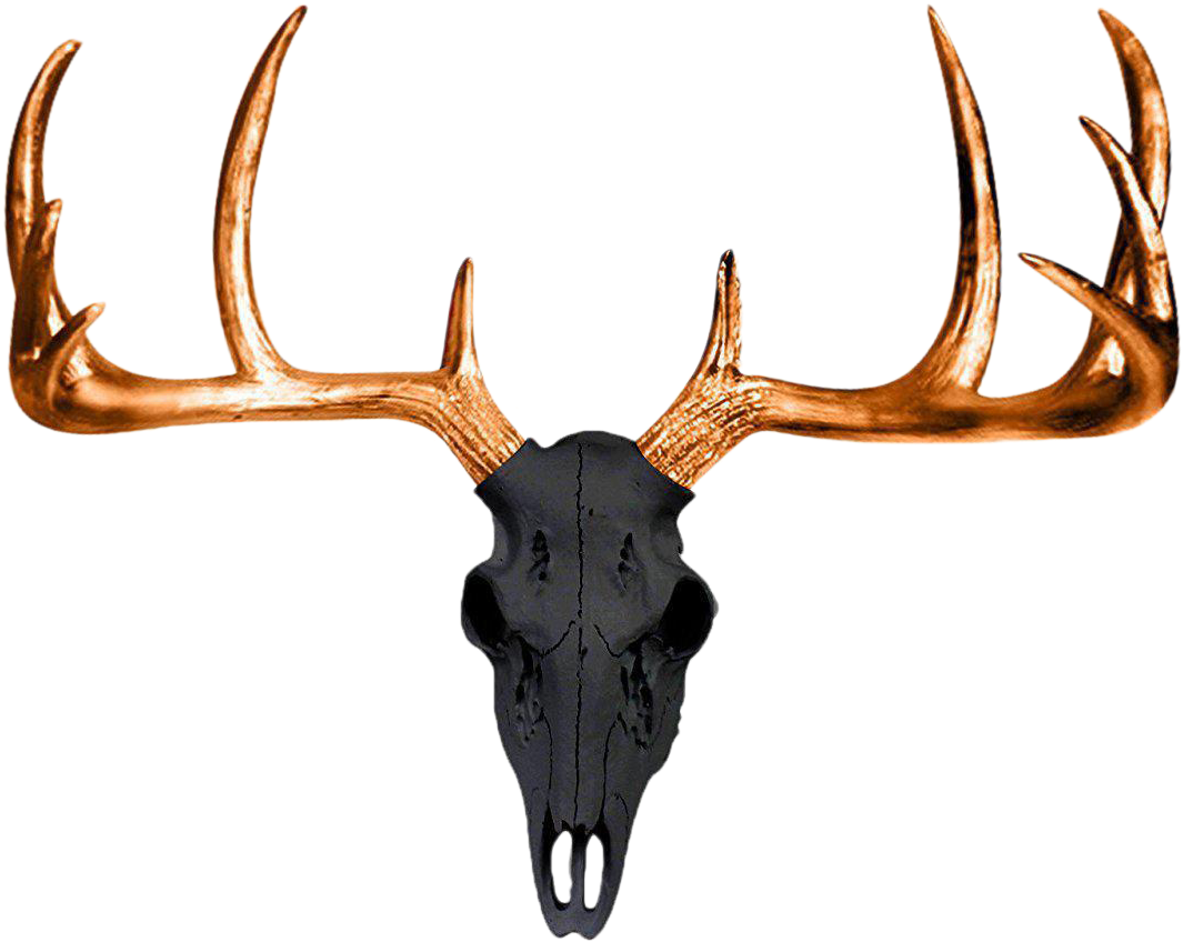 White-tailed Deer Antler Wall Decal Skull - Deer Skulls And Antlers Transparent Background Clipart (1182x941), Png Download