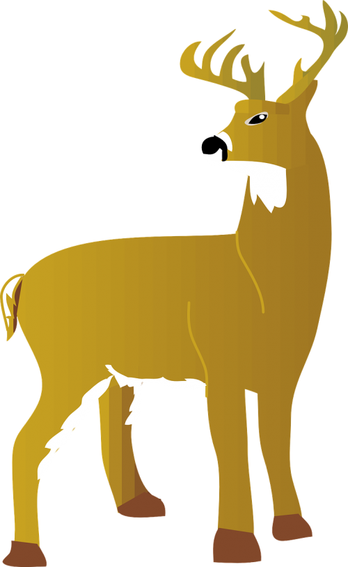 Stag Vector Male Deer - Cartoon White Tailed Deer Clipart (500x814), Png Download