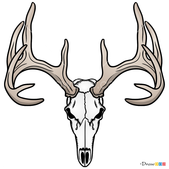 How To Draw Deer Skull, Deer - Easy To Draw Deer Skull Clipart (665x664), Png Download