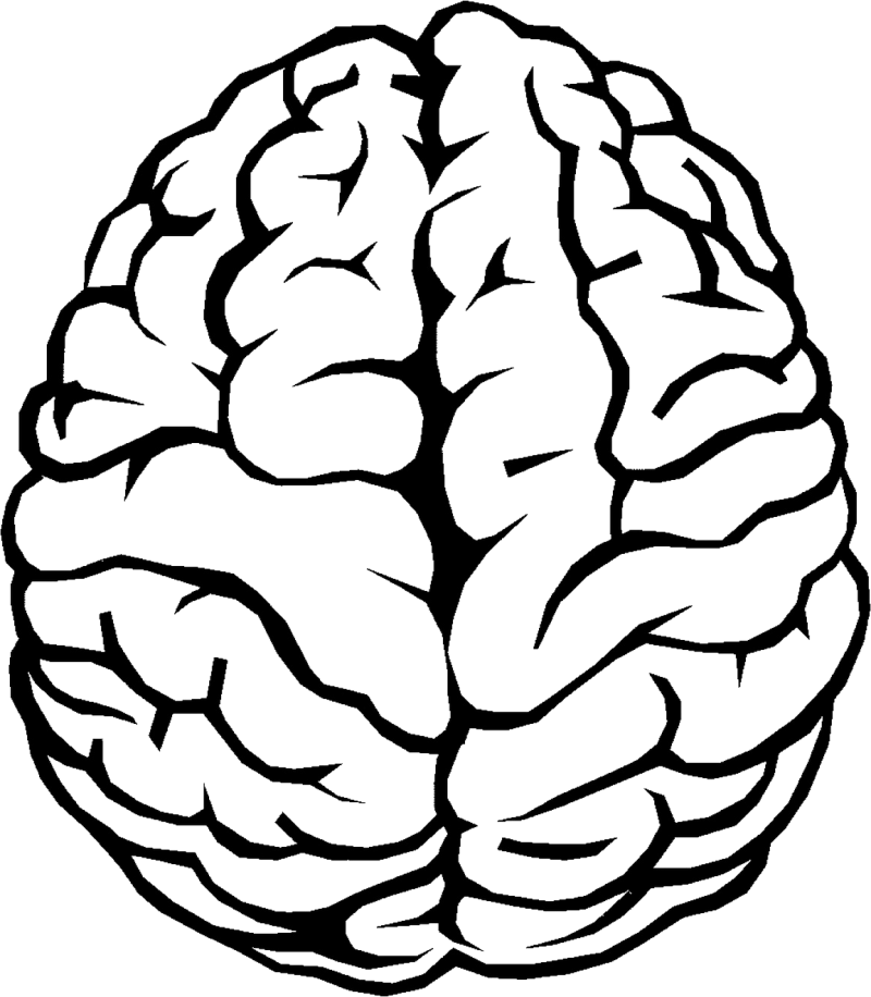 Brain Outline Png Image - Brain Transparent Clipart (800x916), Png Download