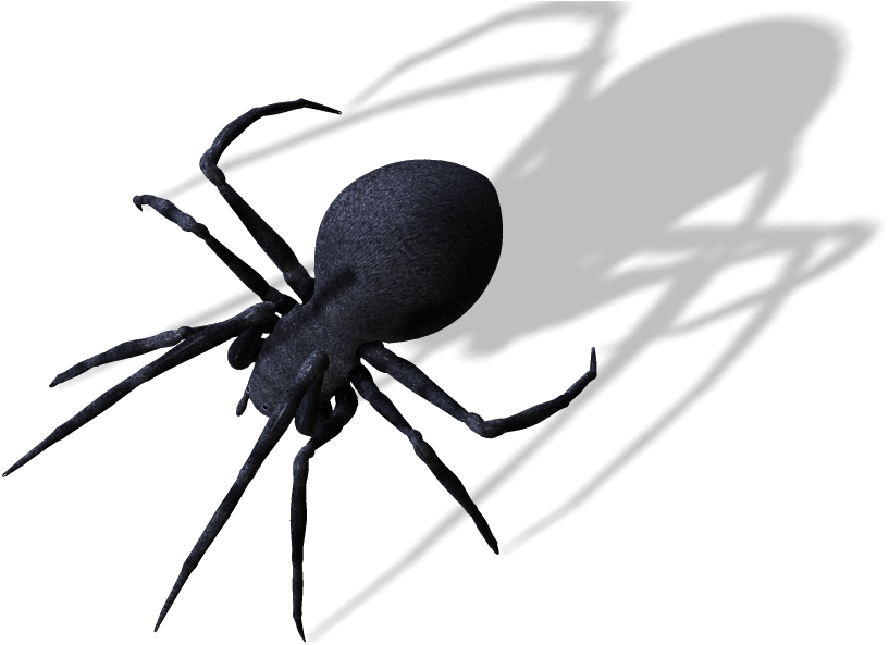 Spider Png Clipart Image - Spider Transparent Png (868x650), Png Download