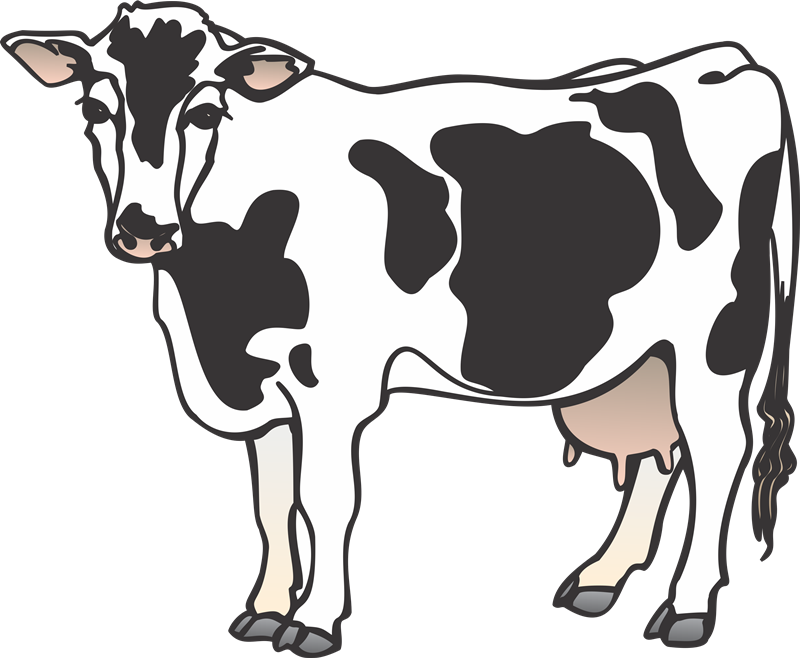 Cattle Clip Art - Cow Clipart Png Transparent Png (800x658), Png Download