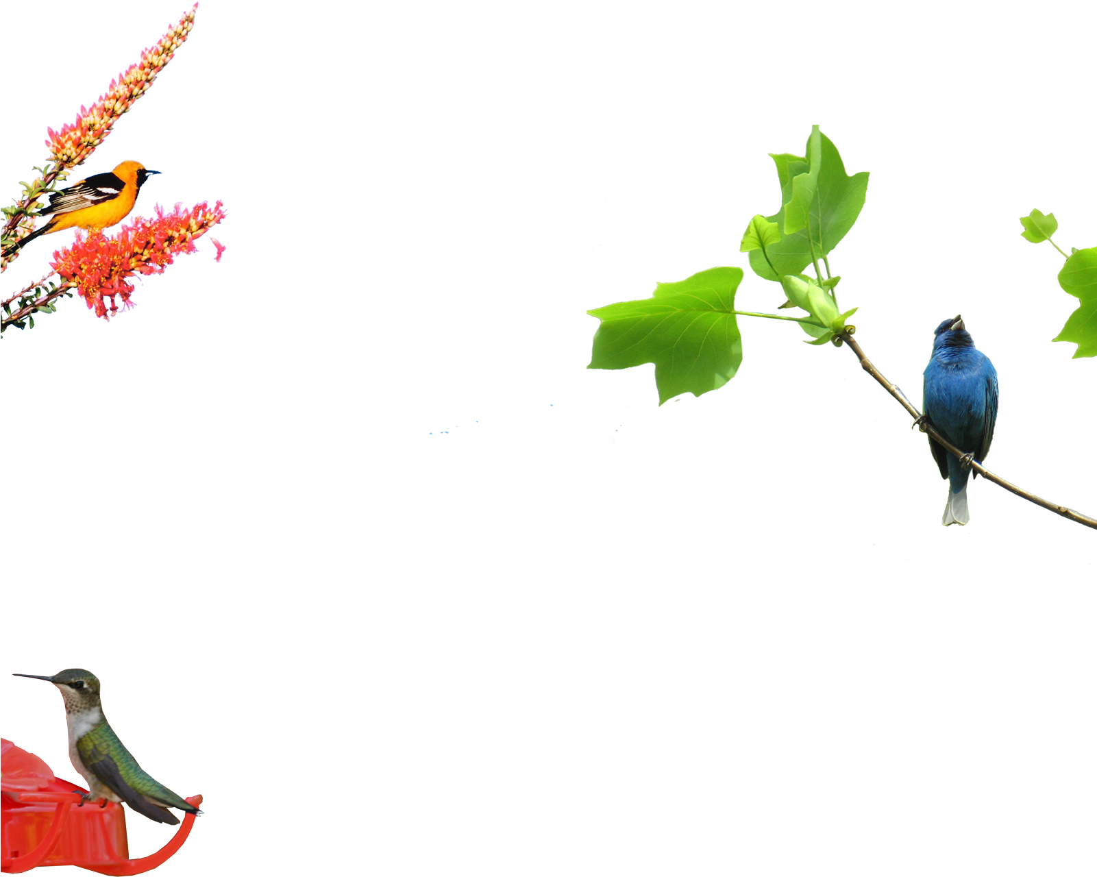 Parrot Clipart (1600x1500), Png Download