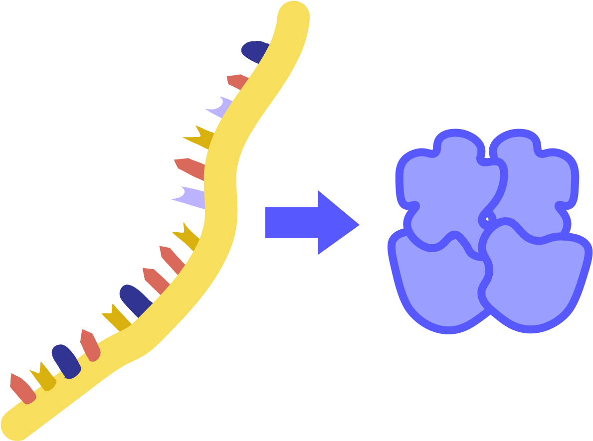 The Process By Which Proteins Are Made Based On Instructions Clipart