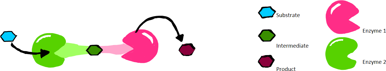 Direct Channeling Relies On The Formation Of Protein Clipart (1356x326), Png Download