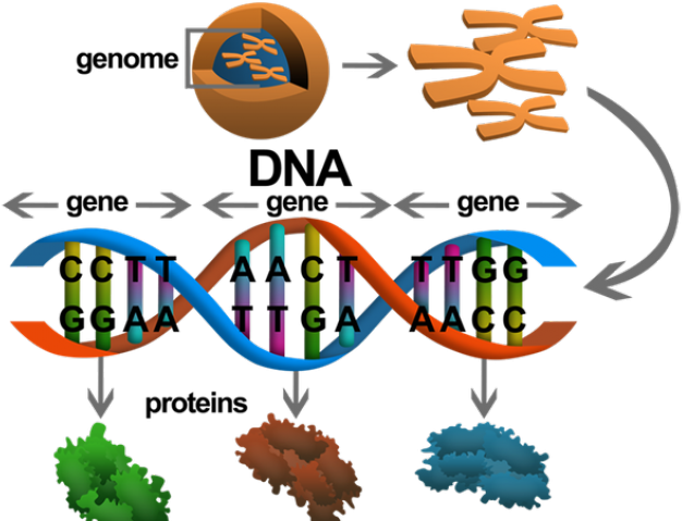 Dna Structure Clipart Genetic Trait - Gen To Protein - Png Download (640x480), Png Download