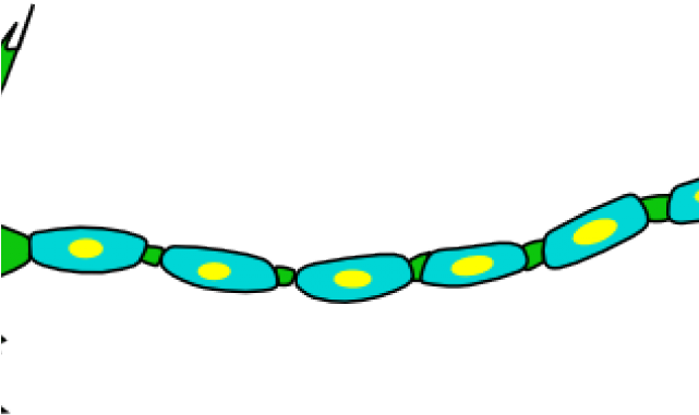 Neuron Clipart Clip Art - Png Download (640x480), Png Download