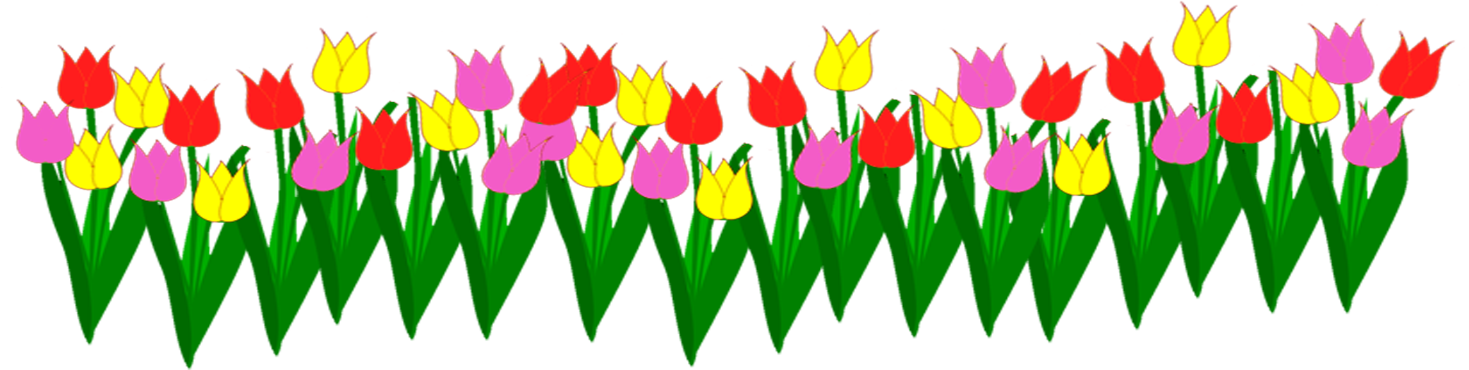 Tulipa Humilis Clipart (2330x540), Png Download