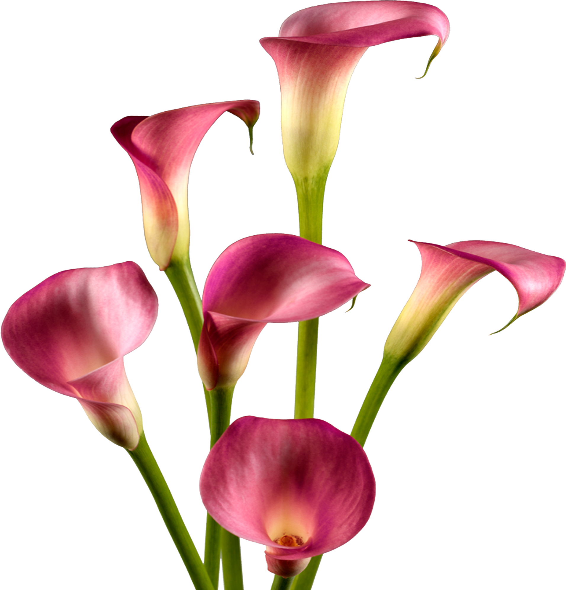 File Type, Hugh Burch Image, Calla Lilies - Calla Lily White Background Clipart (3000x2000), Png Download