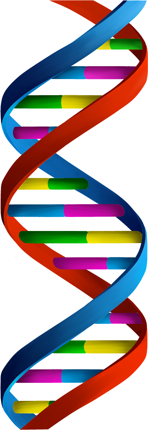 Molecular Biology Clipart - Dna - Png Download (640x1600), Png Download