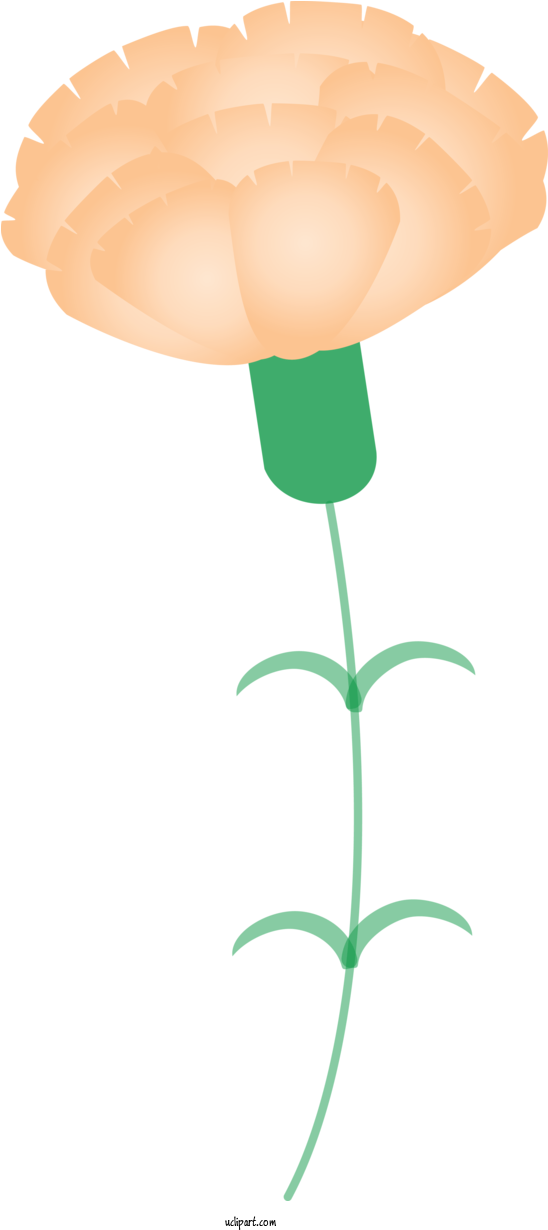 Transparent Holidays Plant Plant Stem Flower For Mothers - Tulip Clipart (600x1230), Png Download