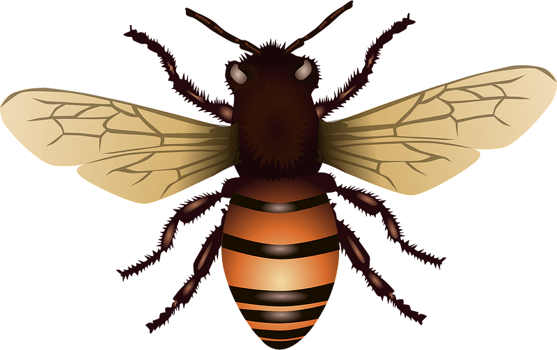 Bee Clipart - Free Svg Honey Bee - Png Download (800x503), Png Download