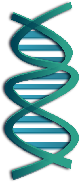 Clipart - Dna - Dna Clip Art - Png Download (800x800), Png Download