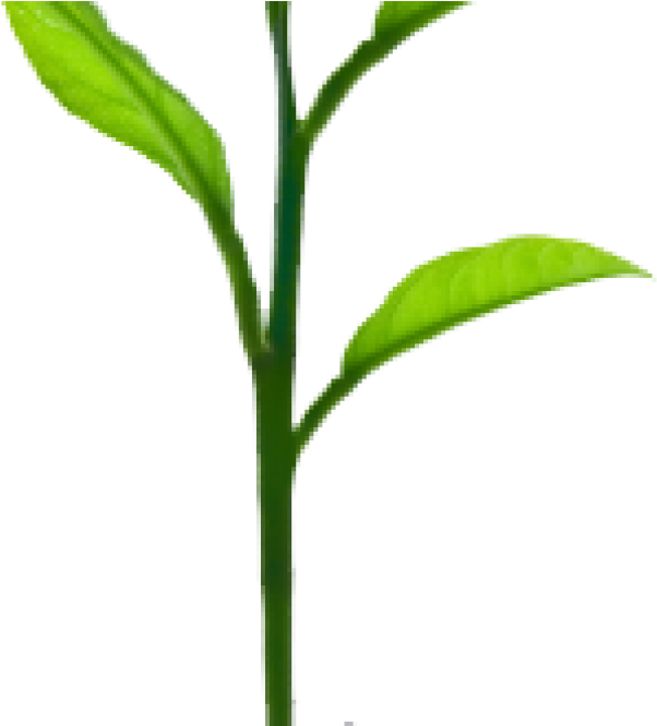 Transparent Plant Growing Png - Plant Growing Png Clipart (602x666), Png Download