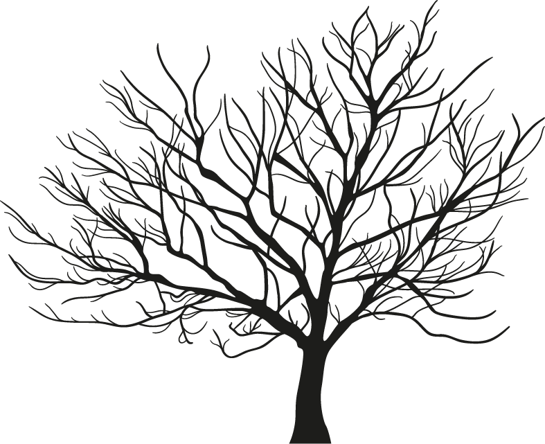 Tree Branch Winter - Arbol Sin Hojas Dibujo Clipart (787x641), Png Download