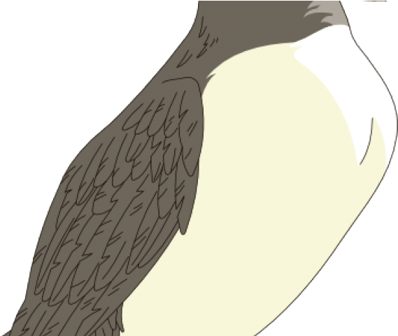 Puffin Clipart Clip Art - Bird - Png Download (640x480), Png Download