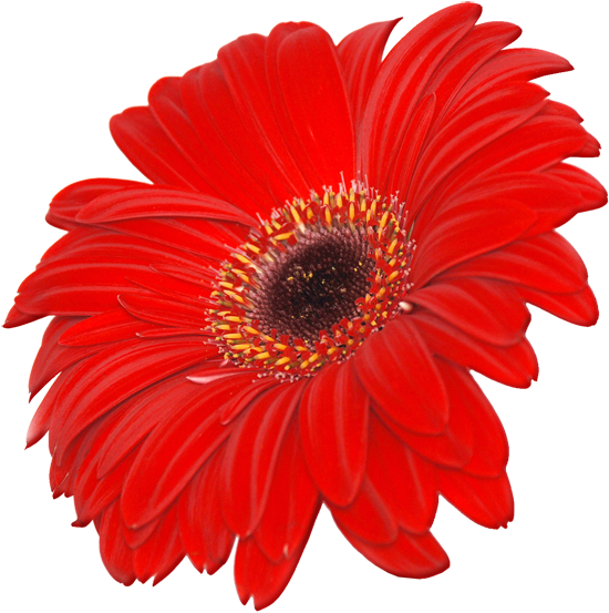 Red Flower Clipart September Flower - Flowers Images Hd Png Transparent Png (700x590), Png Download