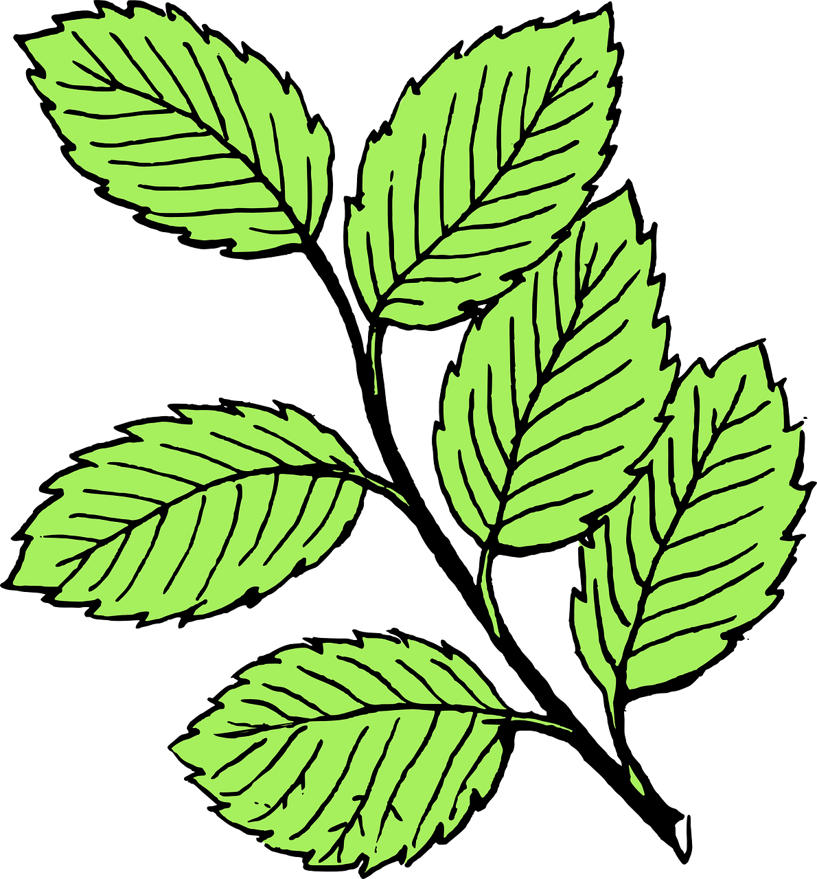 Leaves Clip Art - Png Download (669x720), Png Download