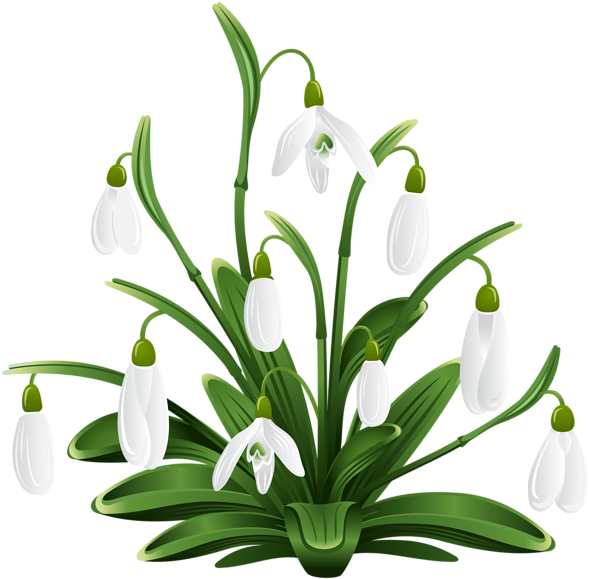 Flower Clips, Flower Art, Free Clipart Images, Flower Snow Drops Clip Art Png Download