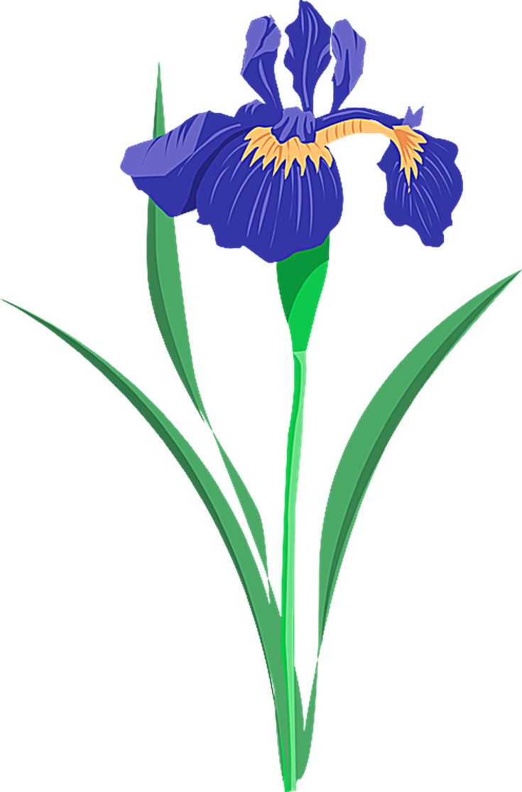 Grab This Free Summer Flower Clip Art - Iris Flower Vector Free - Png Download (735x1114), Png Download