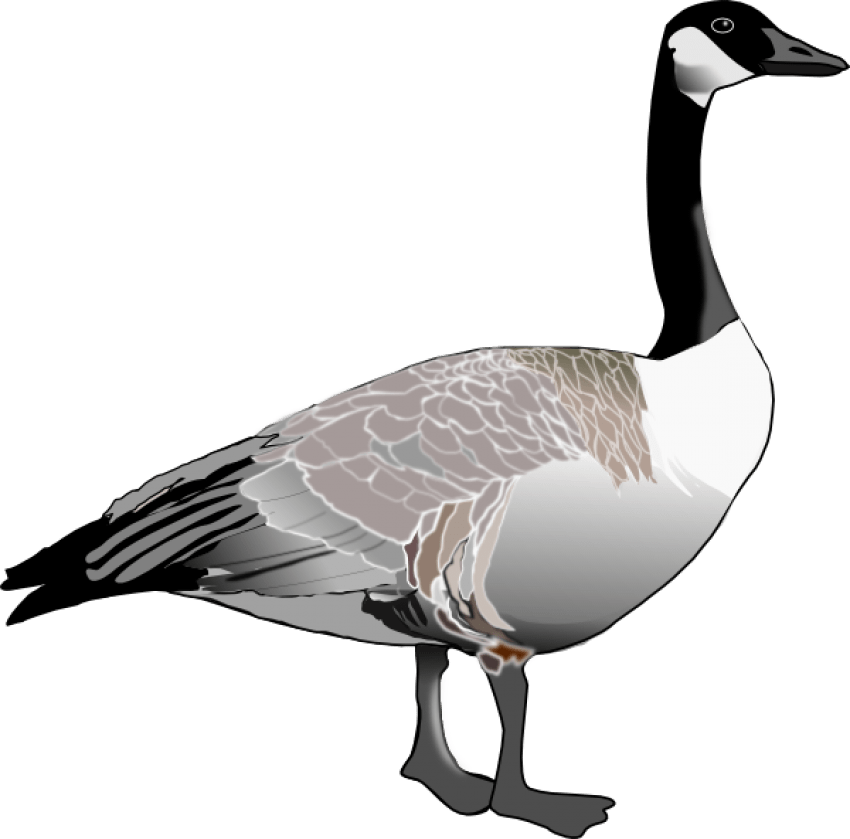 Geese Clip Art - Canada Goose Black And White - Png Download (800x800), Png Download