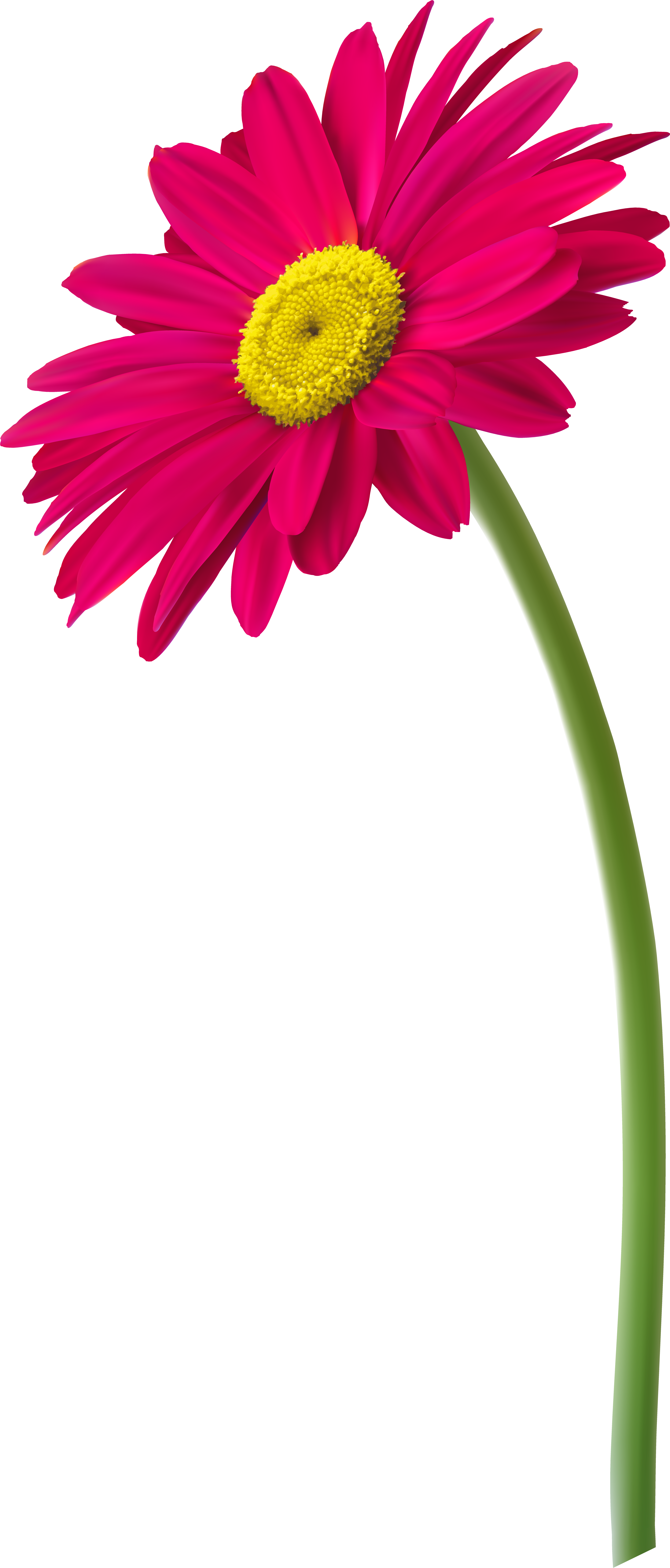 Gerbera Clipart - Png Download (3981x9124), Png Download