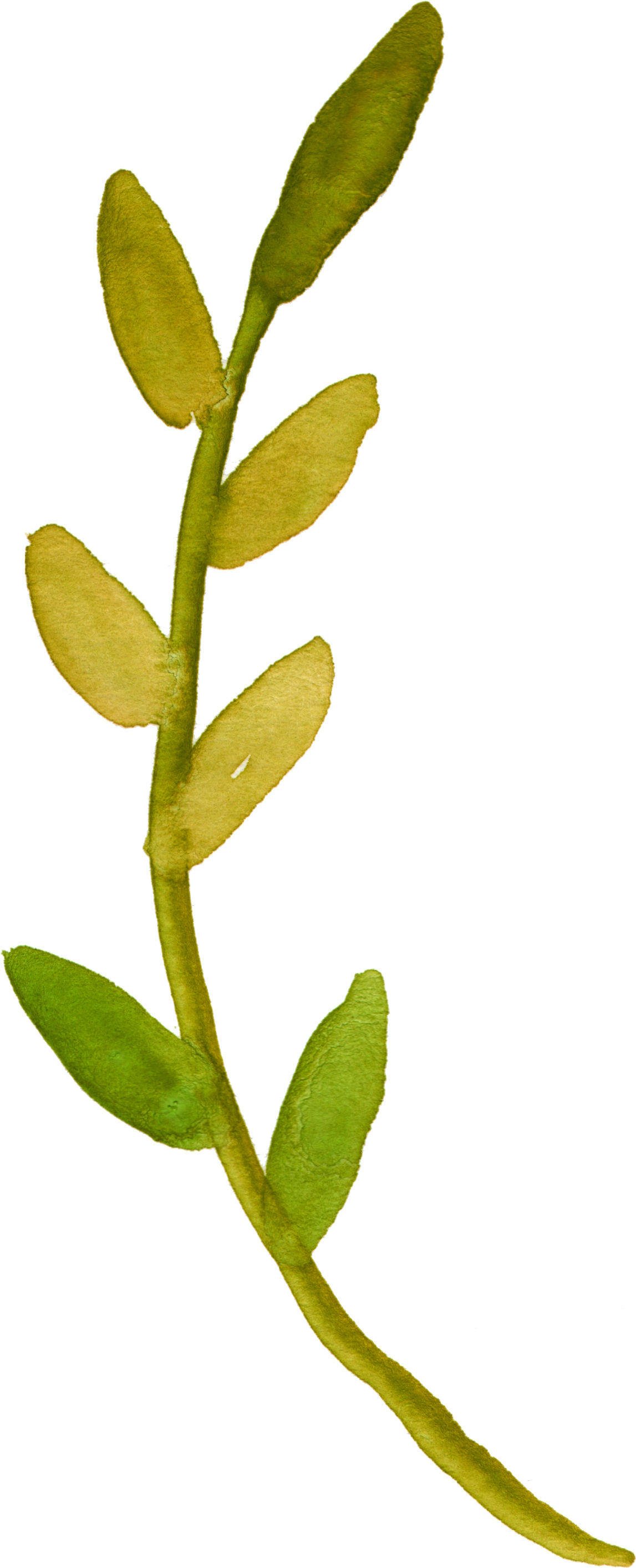 Free Fall Watercolor Floral Clip Art- So Pretty - Watercolor Floral Clip Art - Png Download (1230x3168), Png Download