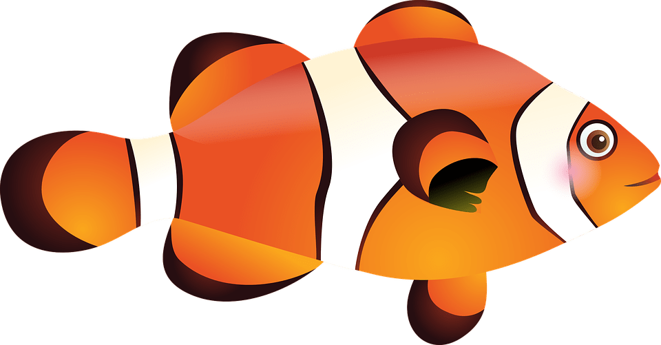ปลา นี โม่ Png Clipart (960x501), Png Download
