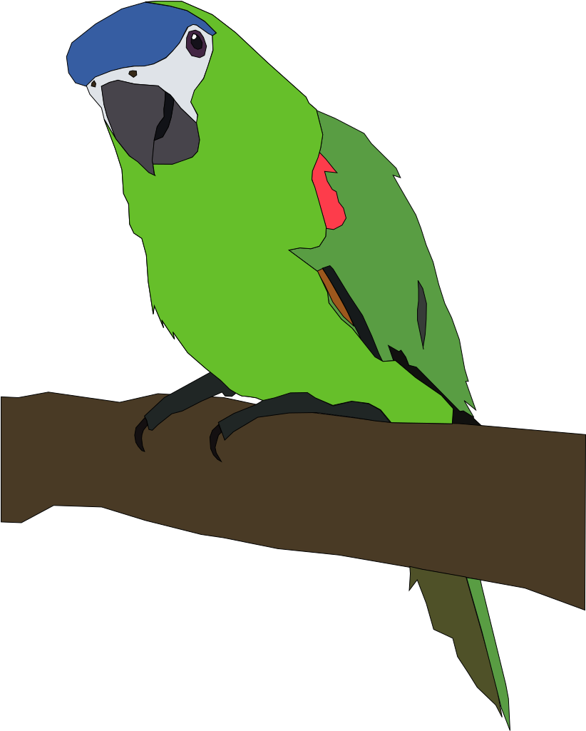 Budgerigar Lovebird Macaw Parrots Download - Starts With Letter B Clipart (602x750), Png Download