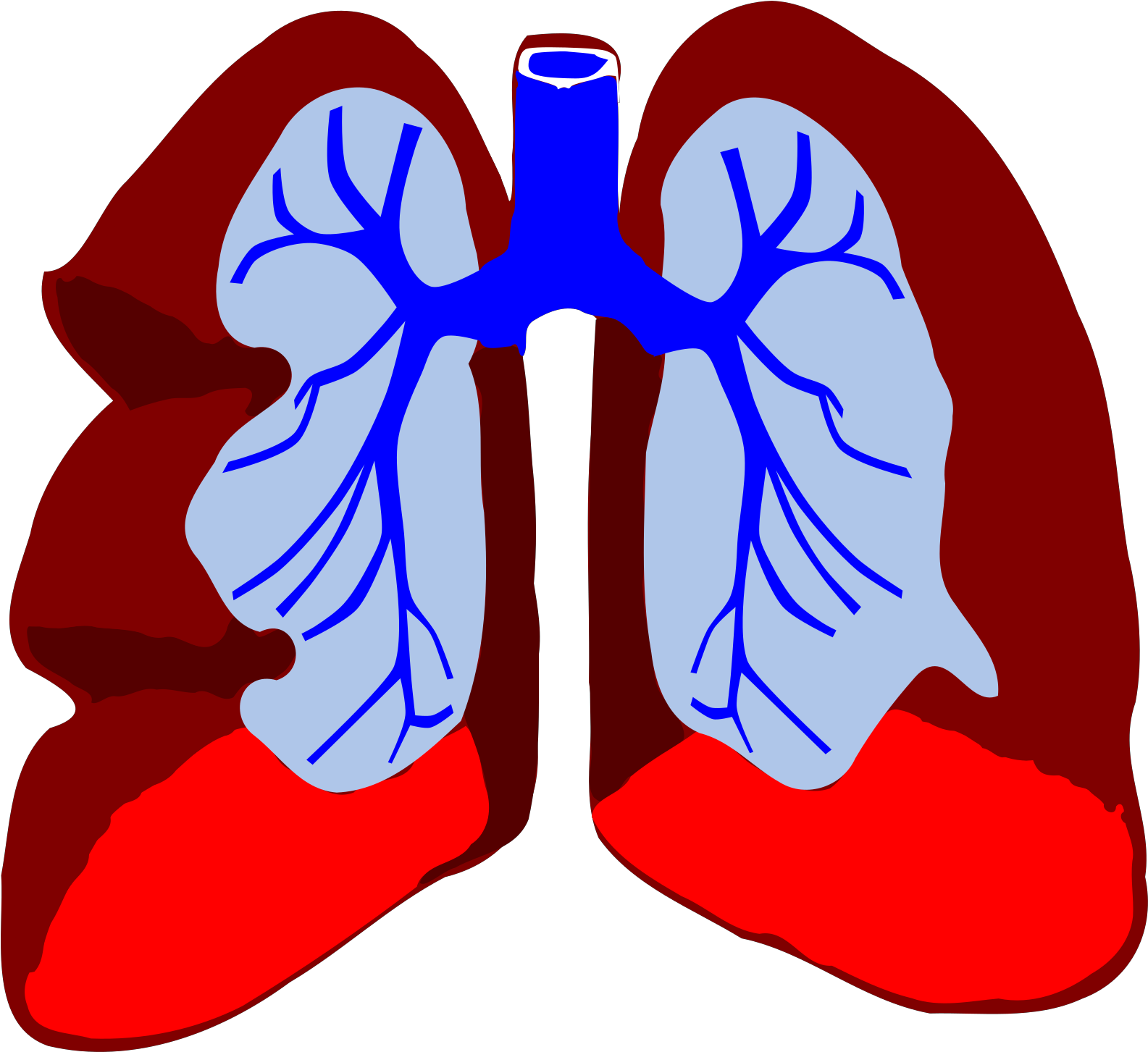 Lungs Clip Art - Png Download (600x550), Png Download