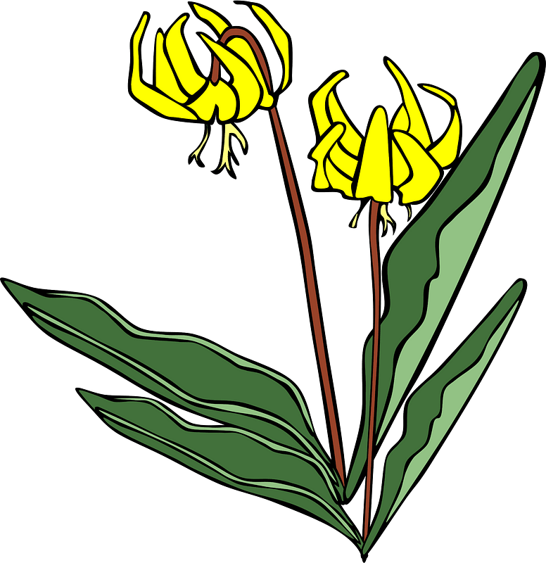 All Photo Png Clipart - Yellow Avalanche Lily Transparent Png (728x750), Png Download