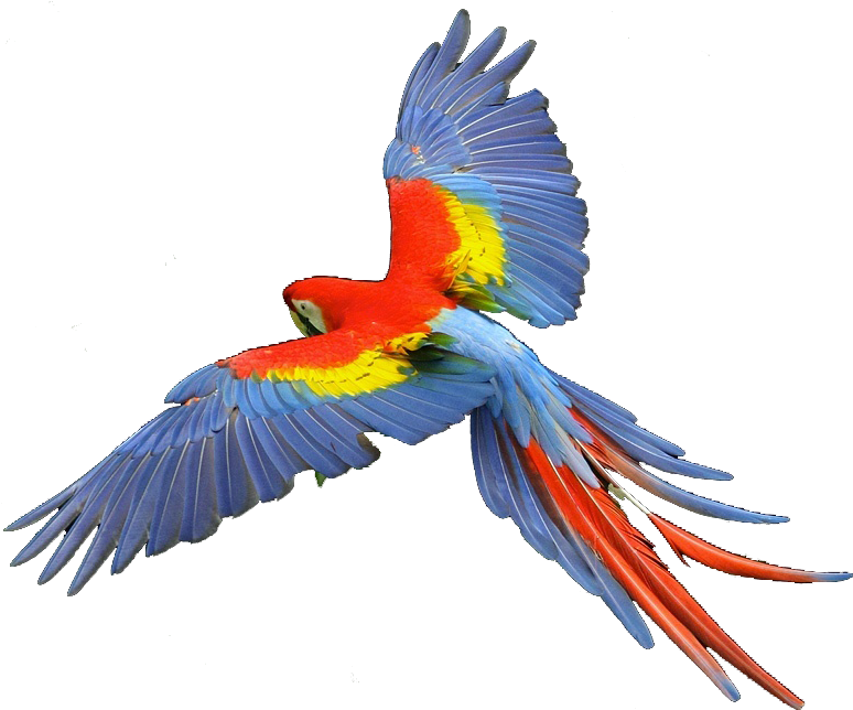 Macaw Scarlet - Macaw Png Clipart (799x654), Png Download
