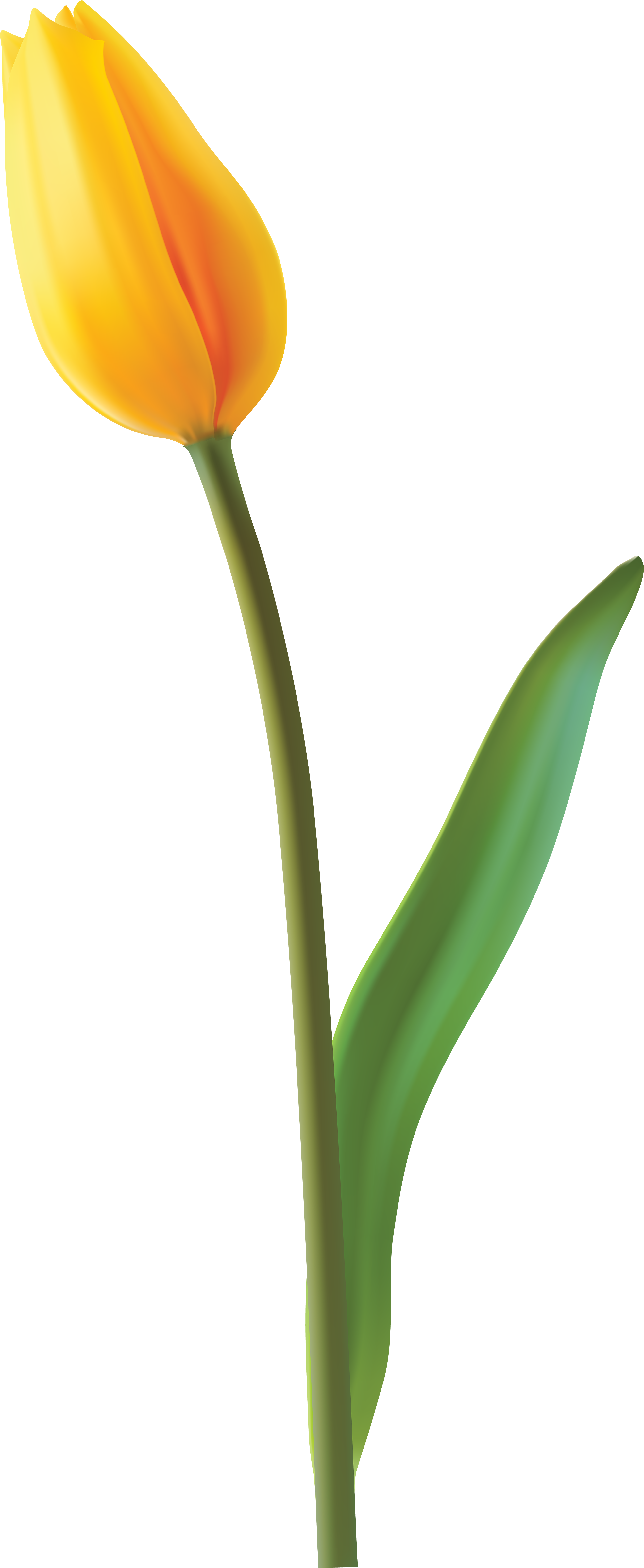 Closed Flower Transparent Clipart (3354x8000), Png Download