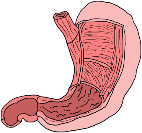 Happy Gut, Happy Life - Stomach Clipart (720x478), Png Download