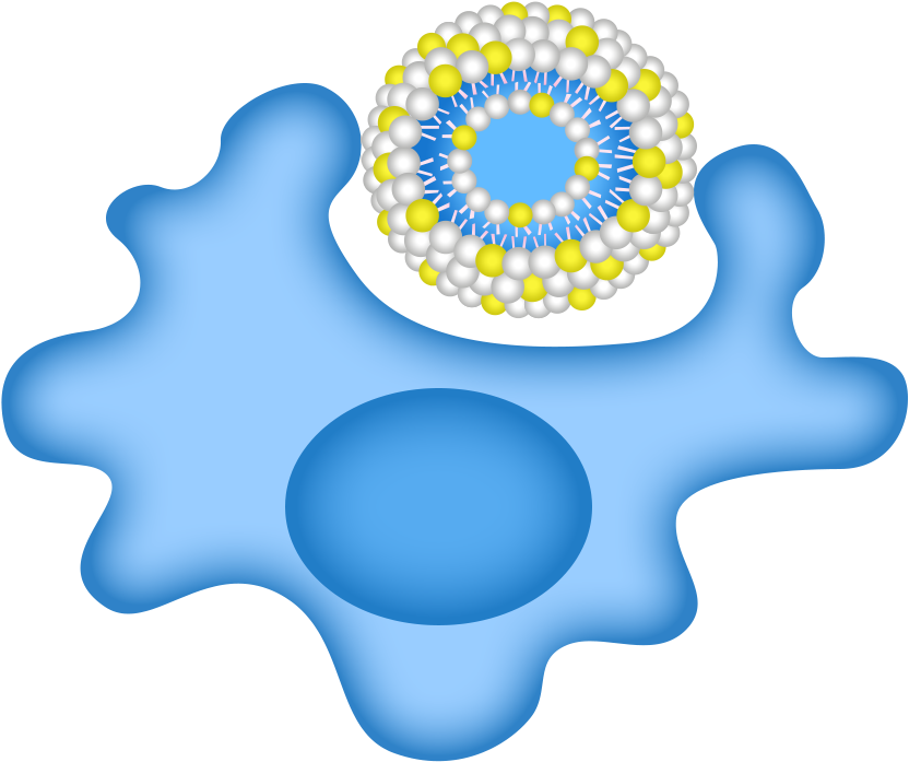 Macrophage Uptake Of Fluorescent Liposome Containing - Macrophage Liposome Clipart (847x715), Png Download
