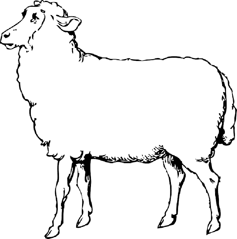 Animals, Black, Food, Outline, Drawing, Sketch, White - Sheep Clipart Black And White - Png Download (800x807), Png Download