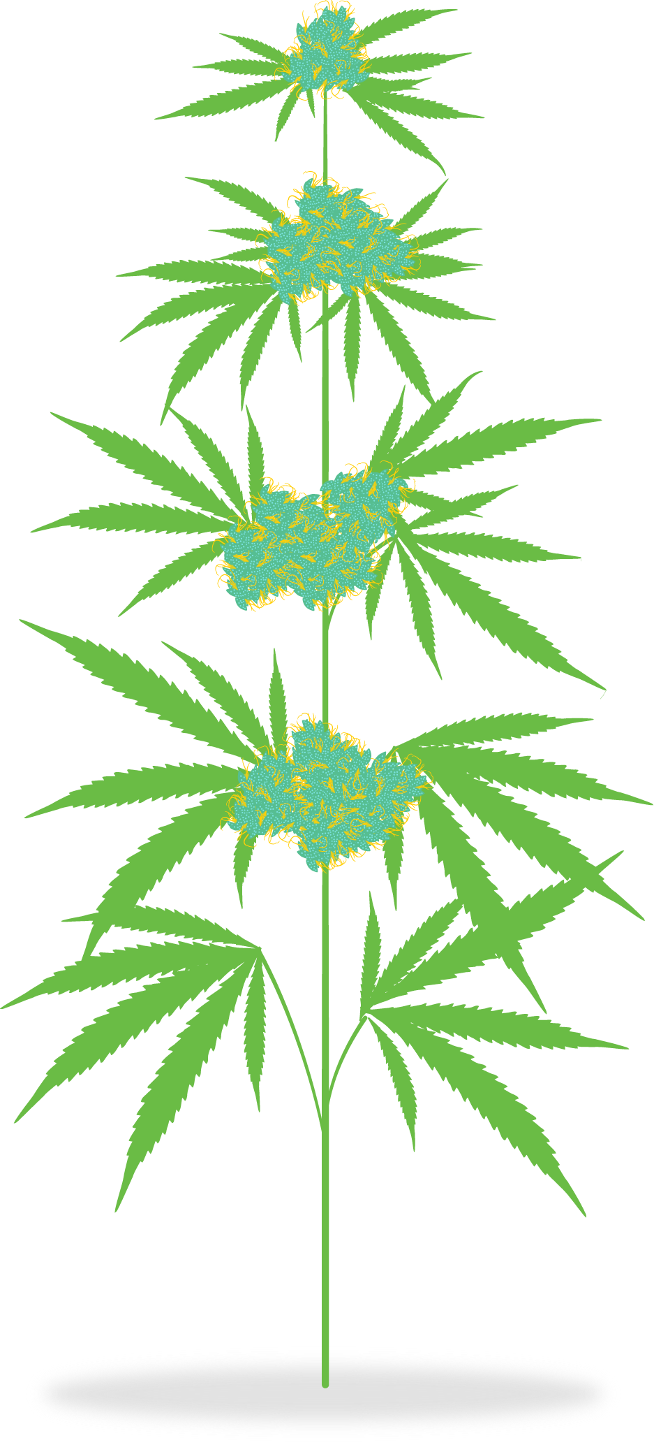 How Is Medicine Meadow The Cannabis Plant - Cannabis Plant Clipart - Png Download (937x2068), Png Download